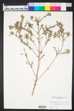 Symphyotrichum falcatum image