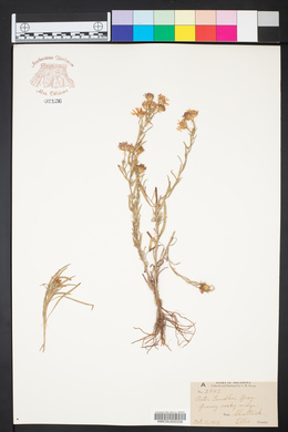 Symphyotrichum fendleri image