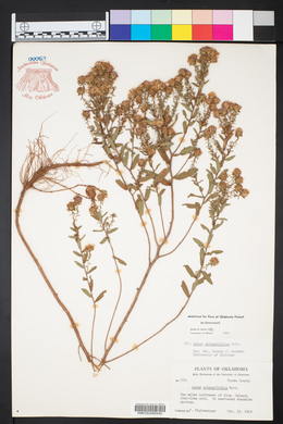 Symphyotrichum oblongifolium image