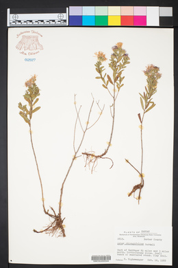 Symphyotrichum oblongifolium image