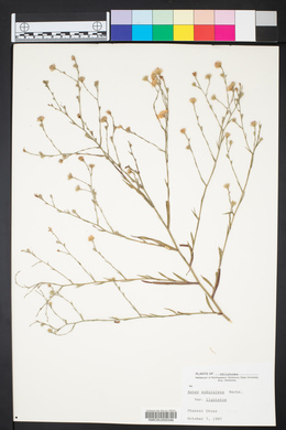 Symphyotrichum subulatum var. ligulatum image