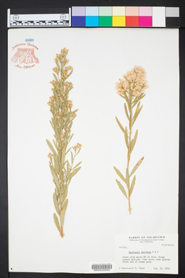 Baccharis salicina image