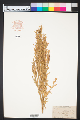 Baccharis salicina image