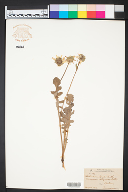 Berlandiera lyrata image