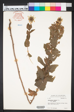 Berlandiera texana image
