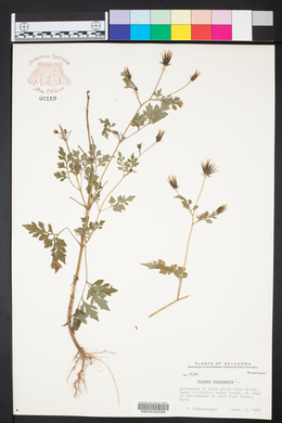 Bidens bipinnata image
