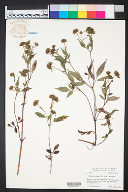 Bidens tripartita image