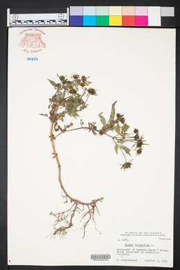 Bidens tripartita image