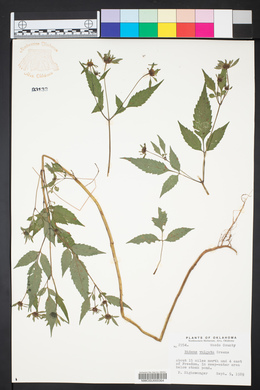 Bidens vulgata image