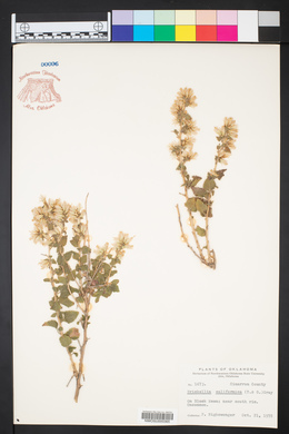 Brickellia californica image