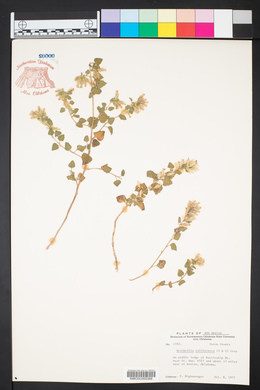 Brickellia californica image