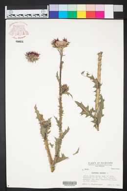 Carduus nutans image