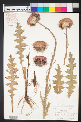 Carduus nutans image