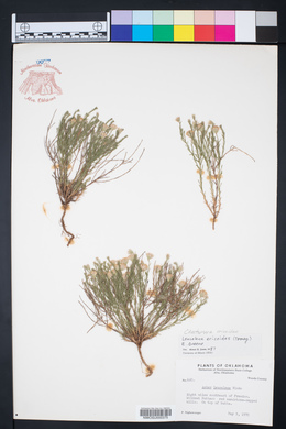 Chaetopappa ericoides image
