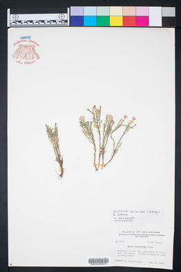 Chaetopappa ericoides image