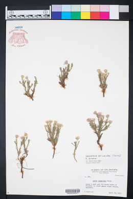 Chaetopappa ericoides image