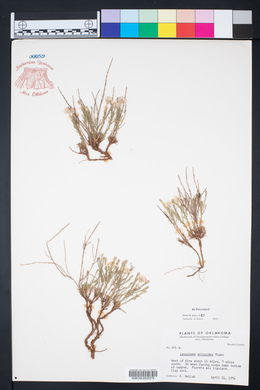 Chaetopappa ericoides image