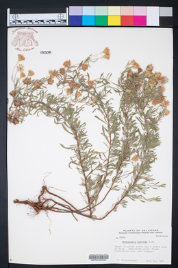 Heterotheca villosa var. nana image