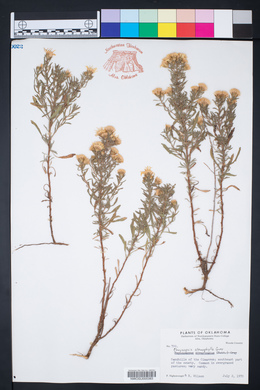 Chrysopsis stenophylla image