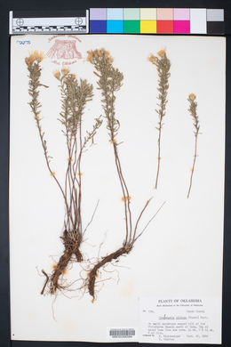 Heterotheca villosa var. villosa image