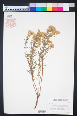 Chrysopsis stenophylla image