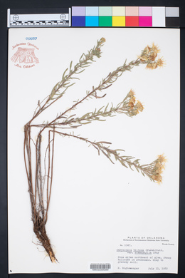 Chrysopsis stenophylla image