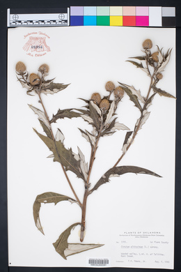 Cirsium altissimum image