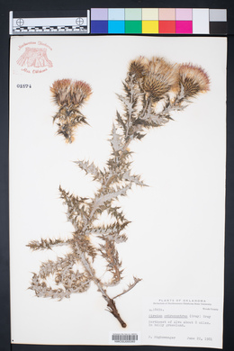 Cirsium ochrocentrum image