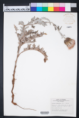 Cirsium undulatum image