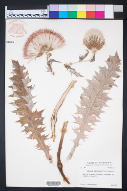 Cirsium undulatum image