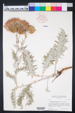 Cirsium undulatum image