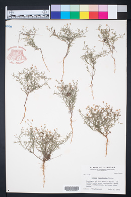 Conyza ramosissima image