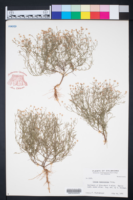 Conyza ramosissima image