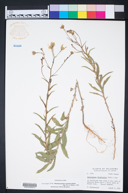 Rayjacksonia phyllocephala image