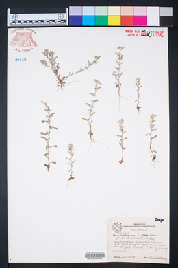 Diaperia candida image