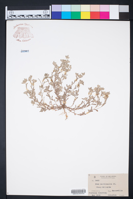 Diaperia verna image