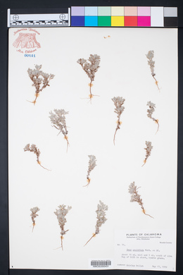 Diaperia prolifera image