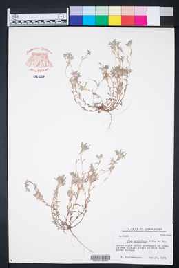 Diaperia prolifera image
