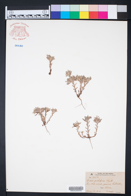 Diaperia prolifera image