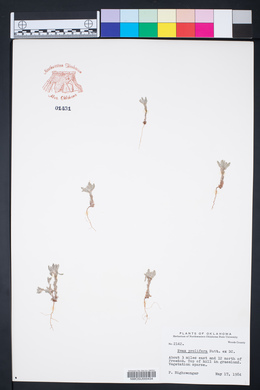 Diaperia prolifera image