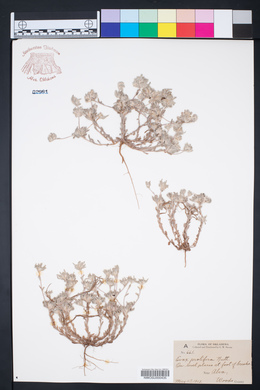 Diaperia prolifera image