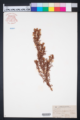 Dyssodia papposa image