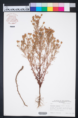 Dyssodia papposa image
