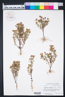 Dyssodia papposa image