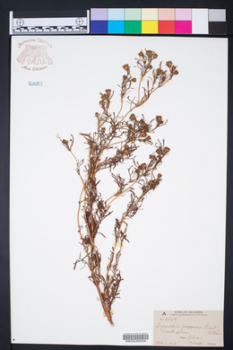 Dyssodia papposa image