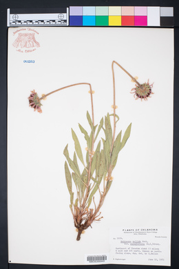 Echinacea pallida var. angustifolia image