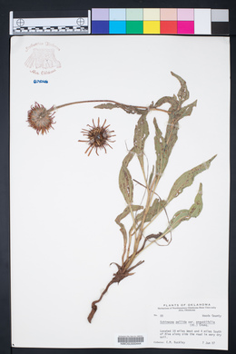 Echinacea pallida image