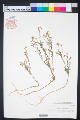 Erigeron bellidiastrum image