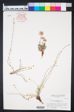 Erigeron tracyi image