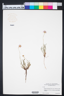 Erigeron tracyi image